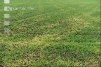 Soil compress barley field 2