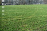 Soil compress barley field 3