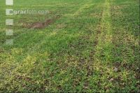 Soil compress barley field 4