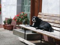 Hund auf Bank 1