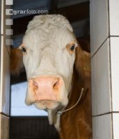 Kuhportrait Fleckvieh 19