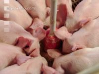 Ferkel Rundtrog 3