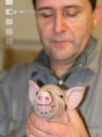 Ferkel Betreuung 47