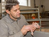 Ferkel Betreuung 49
