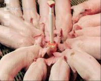 Ferkel Rundtrog 6