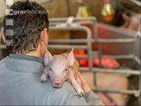 Ferkel Betreuung 51