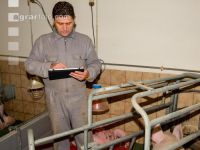 Ferkel Betreuung 52
