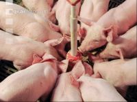 Ferkel Rundtrog 7