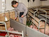 Ferkel Betreuung 53