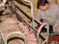 Ferkel Betreuung 54
