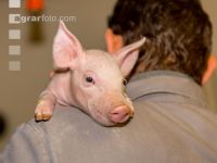 Ferkel Betreuung 56