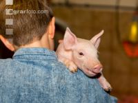 Ferkel Betreuung 58