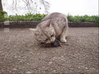 Katze frisst Maus 