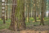 Larch in spruce forest