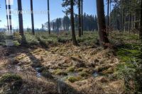 Sumpfige Stelle im Tannenwald