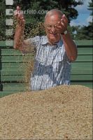 Rye harvest J 17