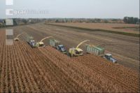 Silage maize chopping J 3