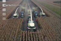 Silage maize chopping J 1