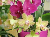 Phalaenopsis 4