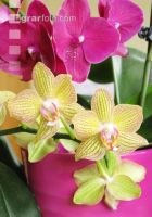 Phalaenopsis 3