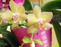 Phalaenopsis 2