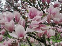 Magnolie 5