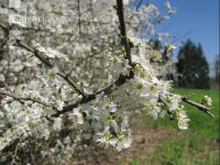 Schlehe Blüte 4