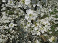 Schlehe Blüte 5