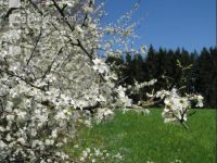 Schlehe Blüte 6