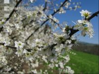 Schlehe Blüte 9