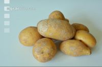 Silberschorf 2