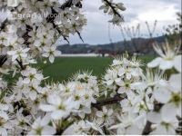 Schlehe Blüte 11