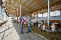 Beratung im Milchviehstall 23