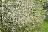 Schlehe Blüte 10