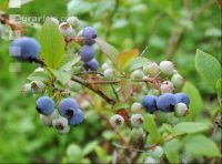 Kulturheidelbeeren 9