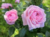 Rose 21