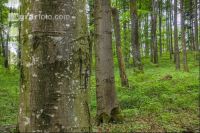 Buchenwald 19