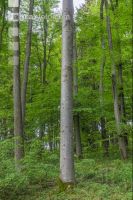 Buchenwald 20