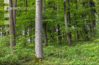 Buchenwald 21