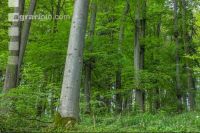 Buchenwald 22