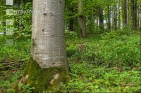 Buchenwald 23