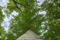 Buchenwald 24