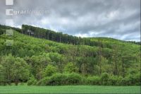 Buchenwald 26