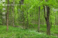 Buchenwald 28