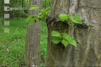 Buchenwald 29