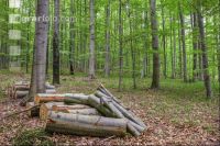Buchenwald 30