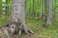 Buchenwald 31