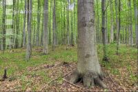 Buchenwald 32
