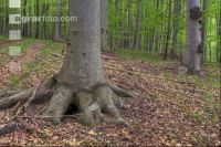 Buchenwald 33