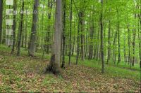 Buchenwald 34